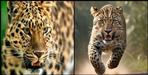 The leopard pounced on the young man dragged him 200 meters away