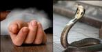9 year old child dies due to cobra bite