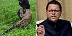 CM Dhami gave instructions to officers regarding attack of wild animals