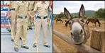 Donkey theft in haridwar