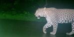 Leopard seen near palam city haldwani