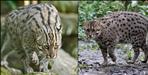 fishing cat scene in champawat uttarakhand