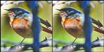 Rufous backed redstart bird seen first time in Uttarakhand