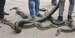 3 giant pythons found in Dhimarkheda