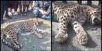 Men eater leopard shot dead in pithoragarh