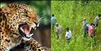 Leopard attack on youth in nainital Tanda Udaipur Chopra