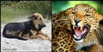 Uttarakhad Guldar attacked child dog saved his life