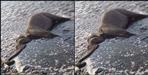 Elephant dead Body found in song river haridwar