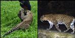 Tehri Garhwal Father saves son from Leopard