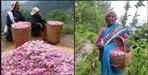 Millions earned from rose cultivation in Chamoli Joshimath