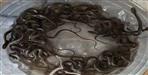 27 Baby Snakes Rescued from House Water Tank