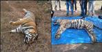 Alert issued after death of tigers in Uttarakhand