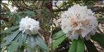 White Buransh blossomed in Selang village of Chamoli district