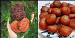 All you should know about garhwali dish arsa