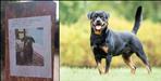 Rudrapur councilor Sushil Kumar dog missing