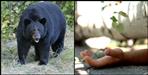 Bear attack on young man in Chamoli