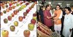 International apple festival in dehradun