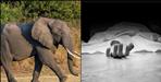 Woman dies after being attacked by elephant in Lalkuan