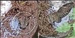 Leopard fell and Stuck in Village Well in Nainital