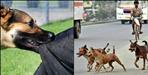 stray dogs biting people in dehradun
