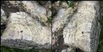 500 million year old stromatolite fossils found in Tehri Garhwal
