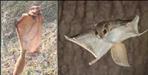 People saved life of woolly squirrel in Almora