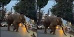 Elephant stopped traffic during Kanwar Yatra In Haridwar