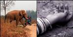 Elephant attack on husband wife in haldwani