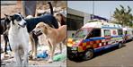 Stray dogs attack elderly woman in Udham Singh Nagar Nanakmatta