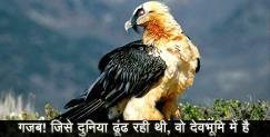 image: More than 50 vultures seen in rajaji tiger reserve uttarakhand 