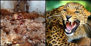 image: Tehri garhwal leopard attack in poultry farm