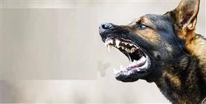 Stray dogs mauled a nilgai to death