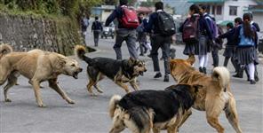 Stray Dog Attacks 10 Schools Shut in Chamoli