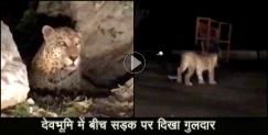 image: Viral video of leopard in dehradun 