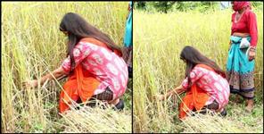 image: DM Vandana harvested crop in the field