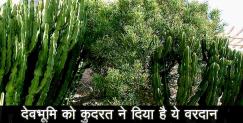 image: Benefits of Sehund which founds in uttarakhand 