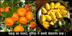 image: Benefits of Malta of uttarakhand