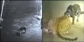 image: Fight video between pet dog and leopard in Champawat