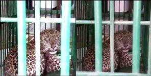 image: Leopard cub hidden in bathroom in Doiwala
