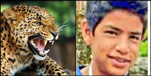 image: Guldar attacked child in Pauri Garhwal