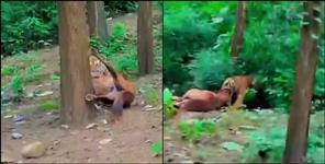 Ramnagar Tiger Attack Garjia Highway Horse Corbett