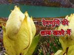 image: Brahma Kamal is in danger 