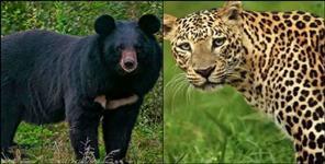 Uttarakhand Orders Action Against Dangerous Leopards and Bears