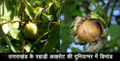 image: Benefits of Walnut of uttarakhand