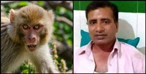 image: BAGESHWAY MONKEY THROW STONE ON A MAN