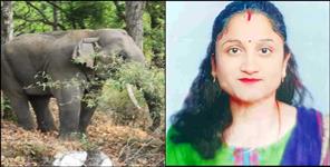 Elephant Attack in Dehradun Woman Dies in Hospital