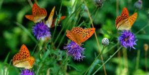 Haldwani Has India First Pollinator Park