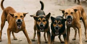 33 Sheep and Goats Die in Stray Dog Attack