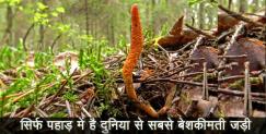 image: Information about keeda jadi in uttarakhand 