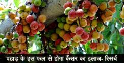 image: Timla fruit is beneficial for health says research